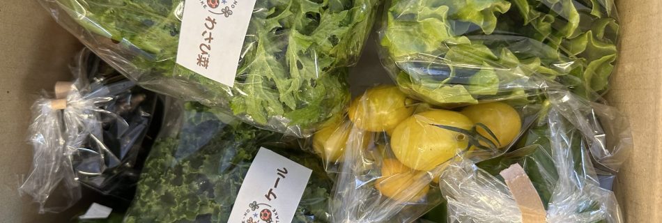 11/13伊東家の畑　野菜セット